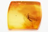Detailed Fossil Crane Fly (Limoniidae) In Baltic Amber #372549-1